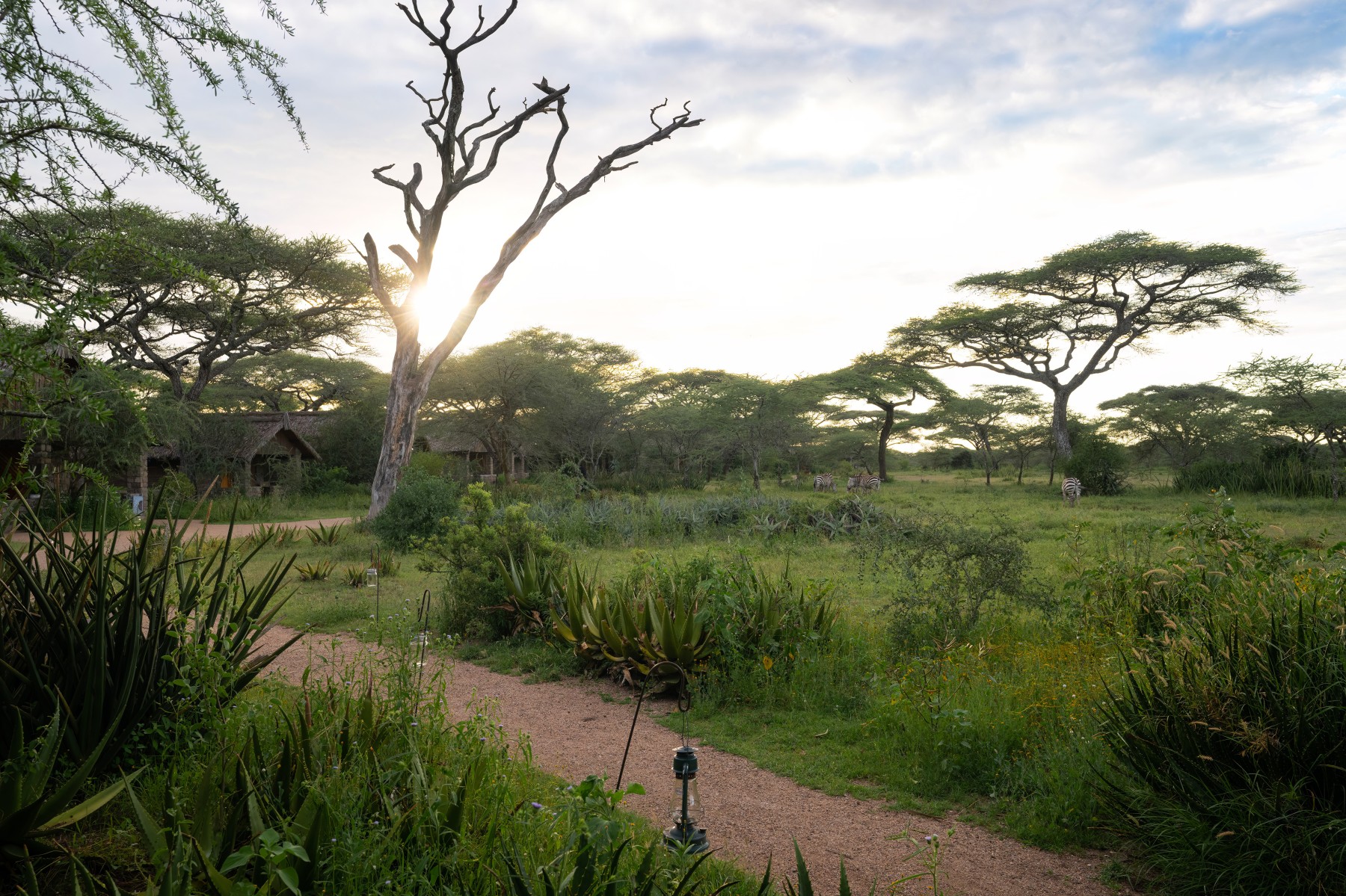 Ndutu Safari Lodge